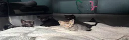Russian Blue cats for sale: 2 beautiful black kitty’s and 1 gorgeous grey cat - Advert 11