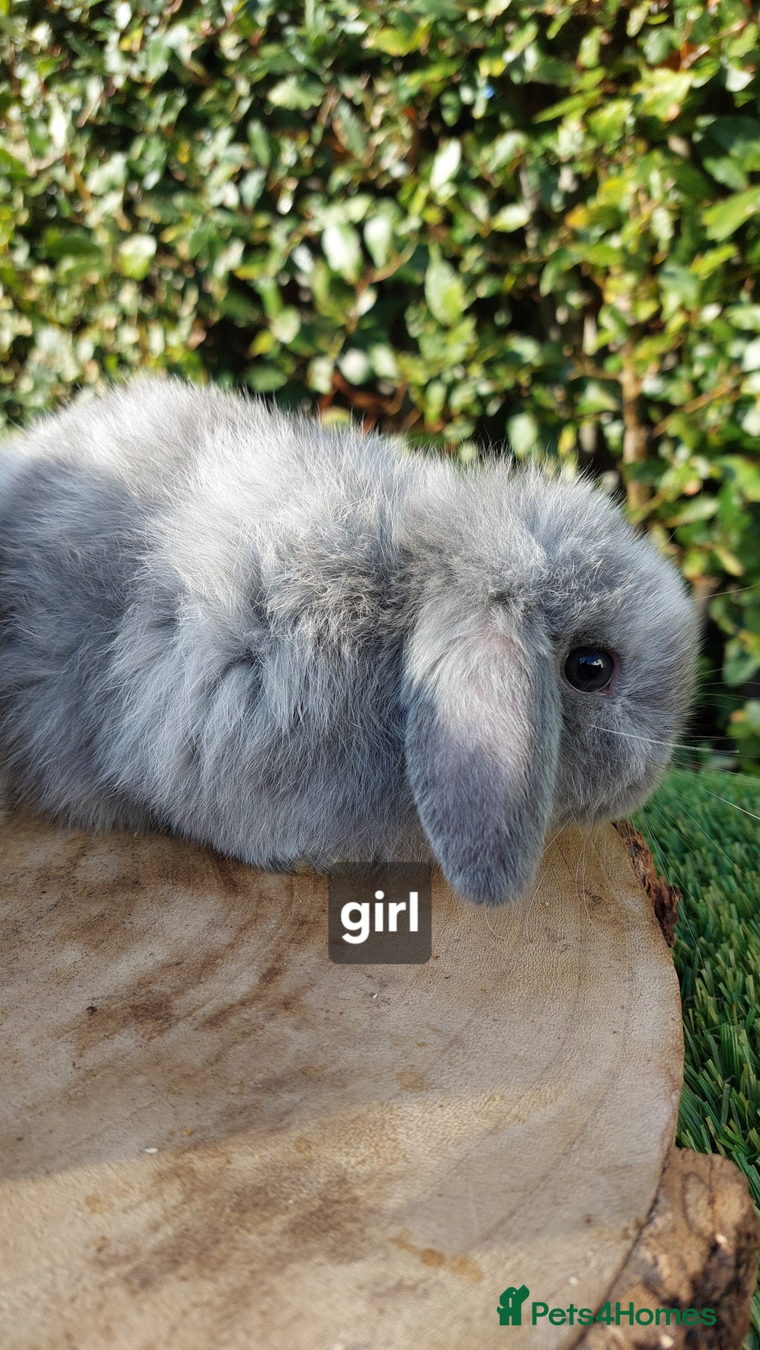 Mini Lop rabbits for sale: Selection of mini lop baby rabbits ready now - Advert 5