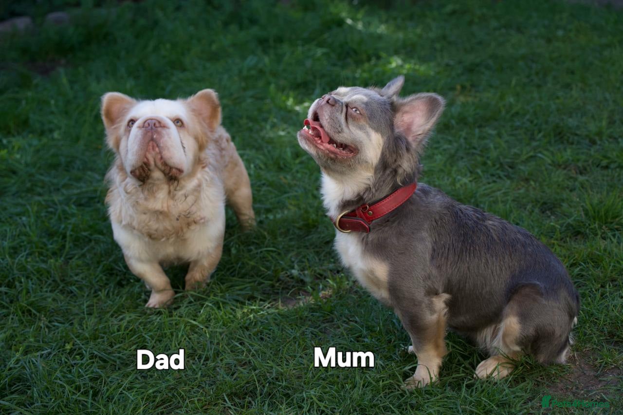 French Bulldog dogs RARE FLUFFY FRENCHIES KC REG DNA TESTED VET CHECK - Advert 2