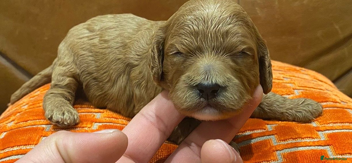 Cavapoo dogs F1 cavapoo 4 girls 1 boy - Advert 1