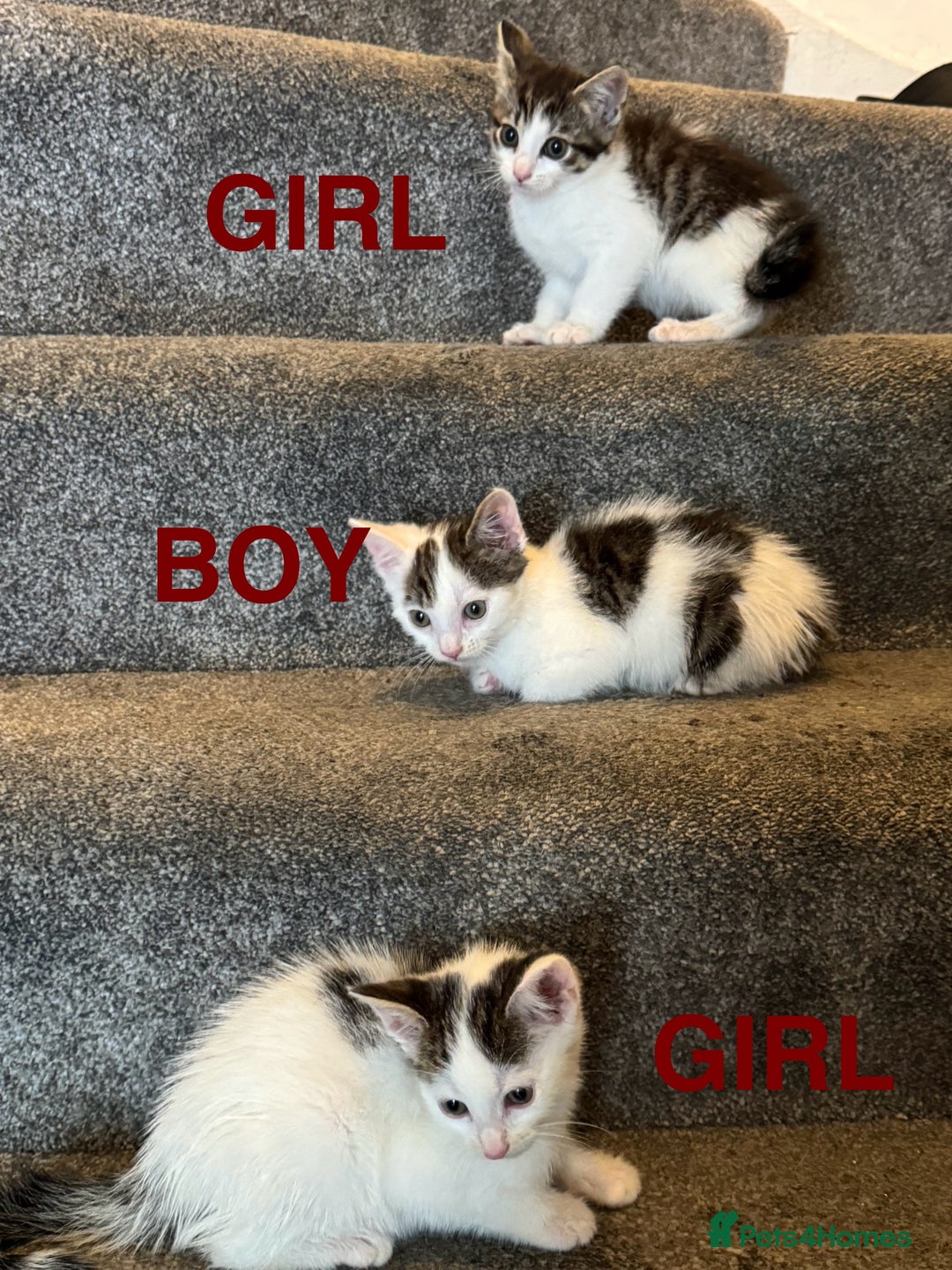 Mixed Breed cats for sale: 3 adorable little kittens ready for forever homes - Image 1