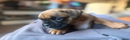 Boxer dogs for sale: 4 Stunning Boxer puppies - Advert 2