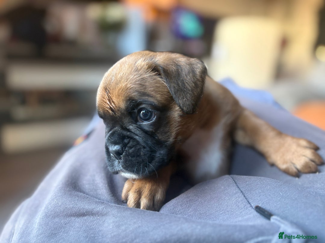 Boxer dogs for sale: 4 Stunning Boxer puppies - Advert 2