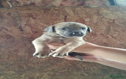 Mixed Breed dogs for sale: Belgian malinois/ border collie  - Image 35