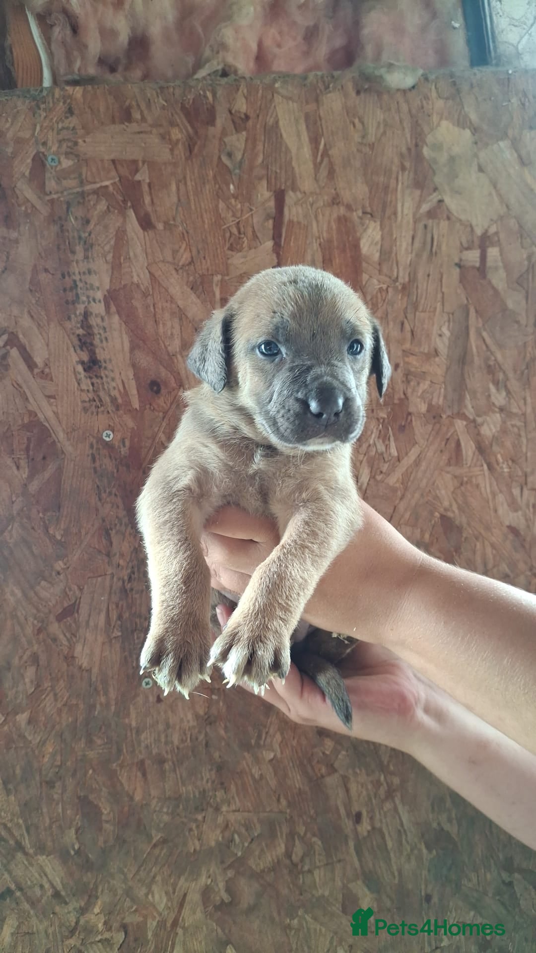 Mixed Breed dogs for sale: Belgian malinois/ border collie  - Image 35