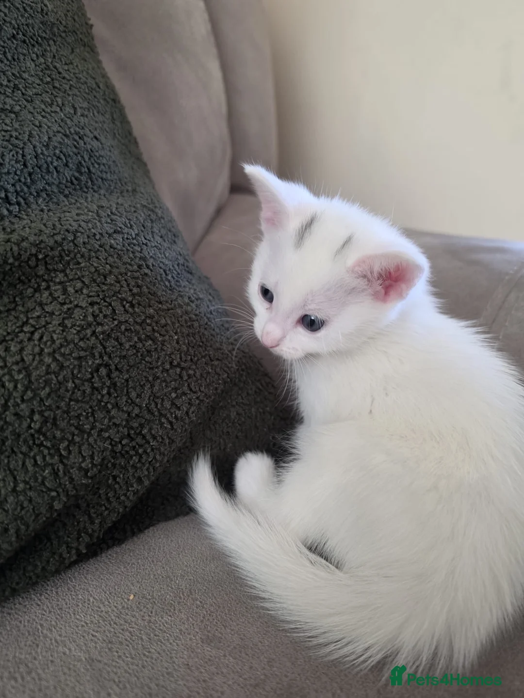 Mixed Breed cats for sale: White Male Kitten - Advert 4
