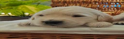 Golden Retriever dogs for sale: Gorgeous English Cream Golden Retriever Puppy's 🐾 - Advert 24