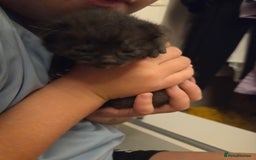 Domestic Shorthair cats for sale: 2 stunning kittens - Advert 5