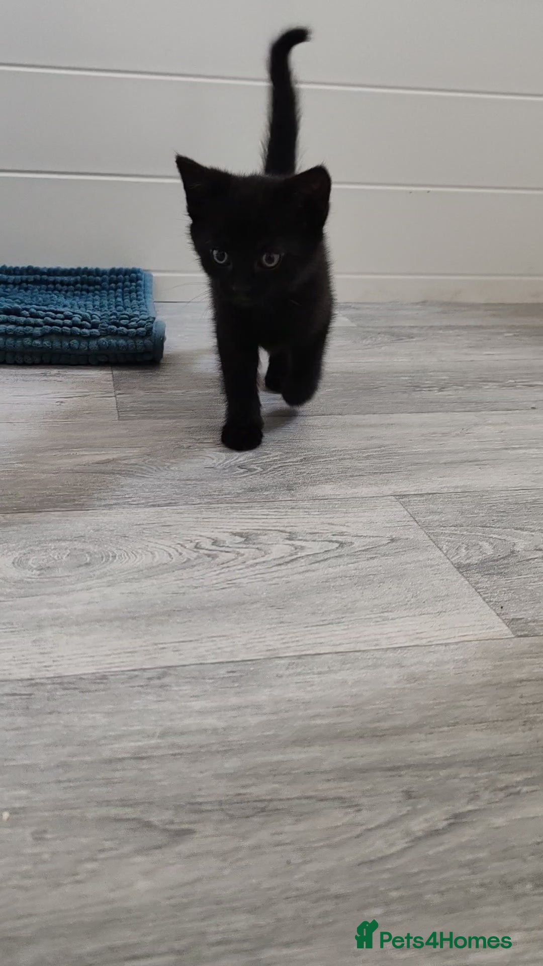Mixed Breed cats for sale: Black Kitten boy  - Image 7