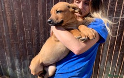 Mixed Breed dogs for sale: Cane corso X Alaskan malamute surprise litter  - Image 13
