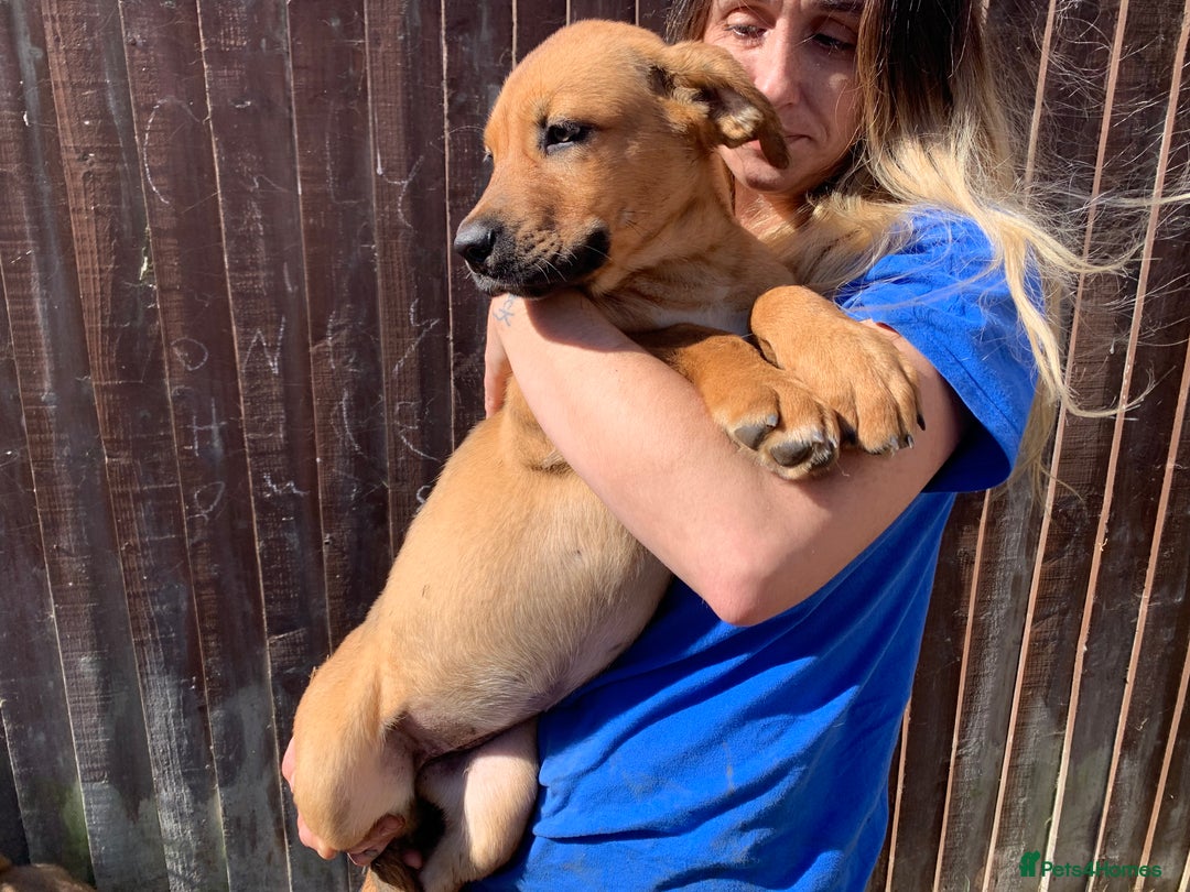 Mixed Breed dogs for sale: Cane corso X Alaskan malamute surprise litter  - Image 13