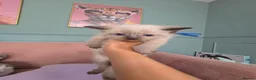 British Shorthair cats for sale: 9 gorgeous kittens - Advert 24