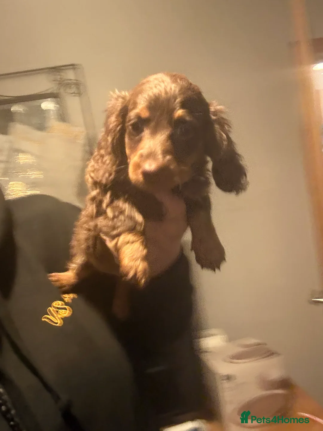 Dachshund dogs for sale: Beautiful dashhounds - Advert 5