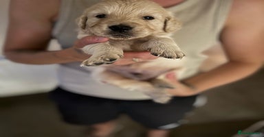 Golden Retriever dogs - Advert 4