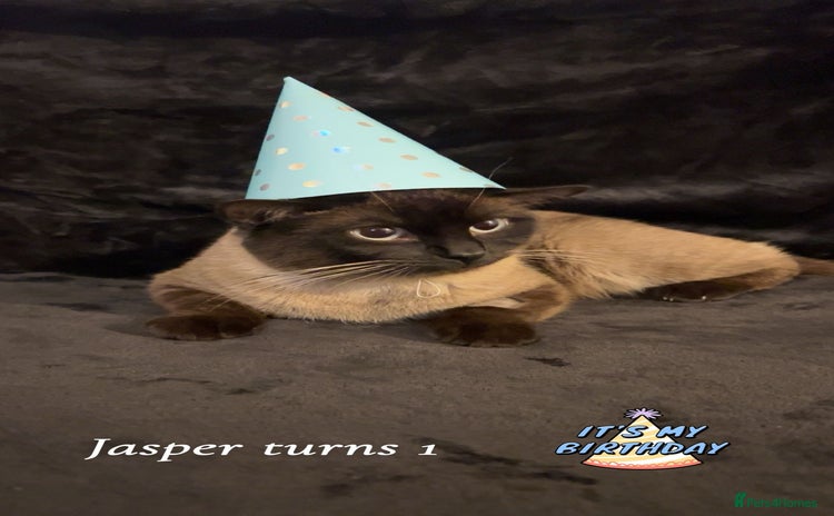 Burmese cats - Advert 1