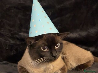 Burmese cats - Advert 3