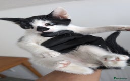 Mixed Breed cats for sale: 2 male kittens  - Image 4
