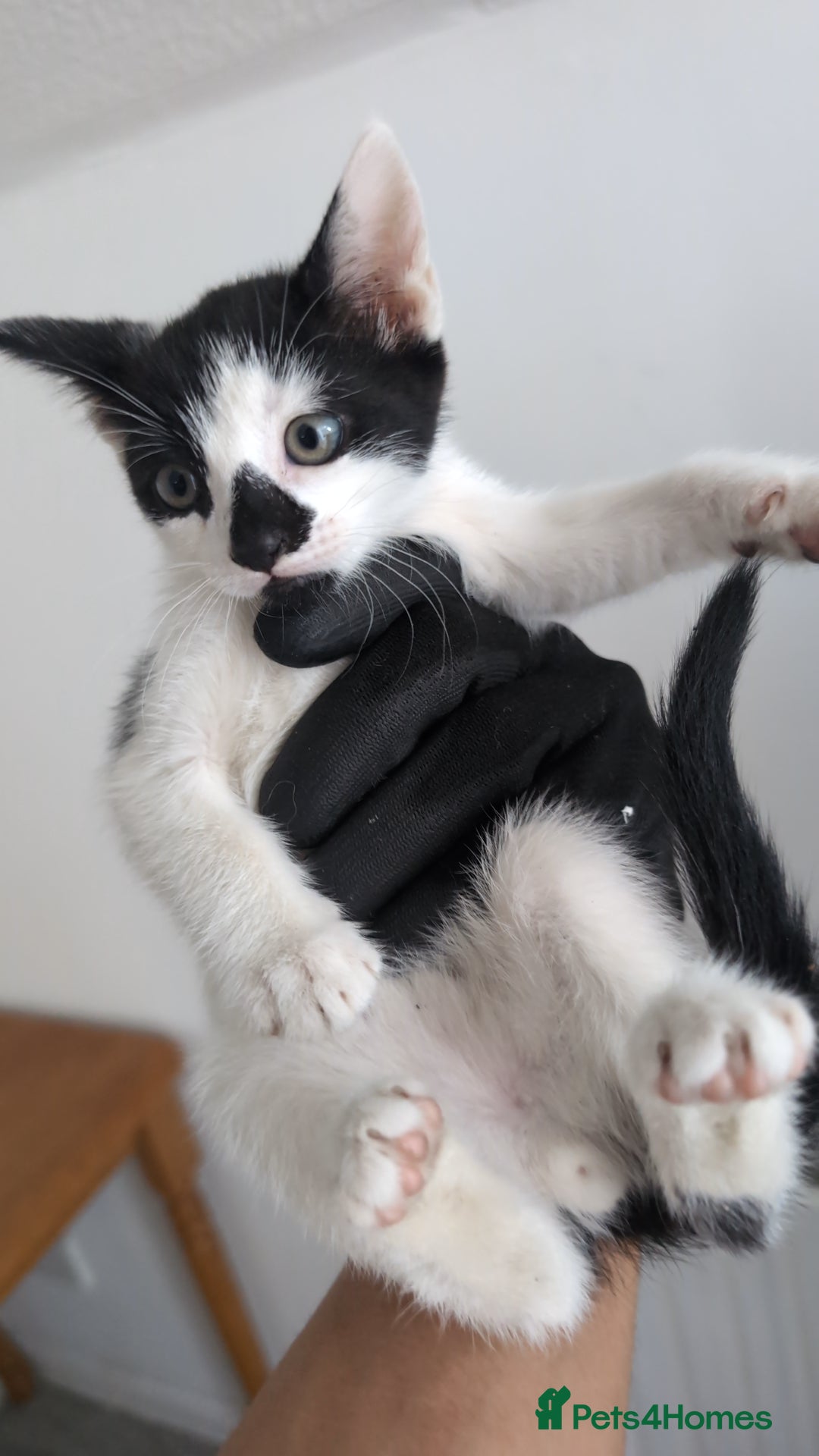 Mixed Breed cats for sale: 2 male kittens  - Image 4