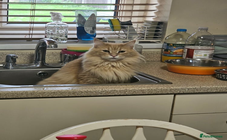 Maine Coon cats - Advert 17
