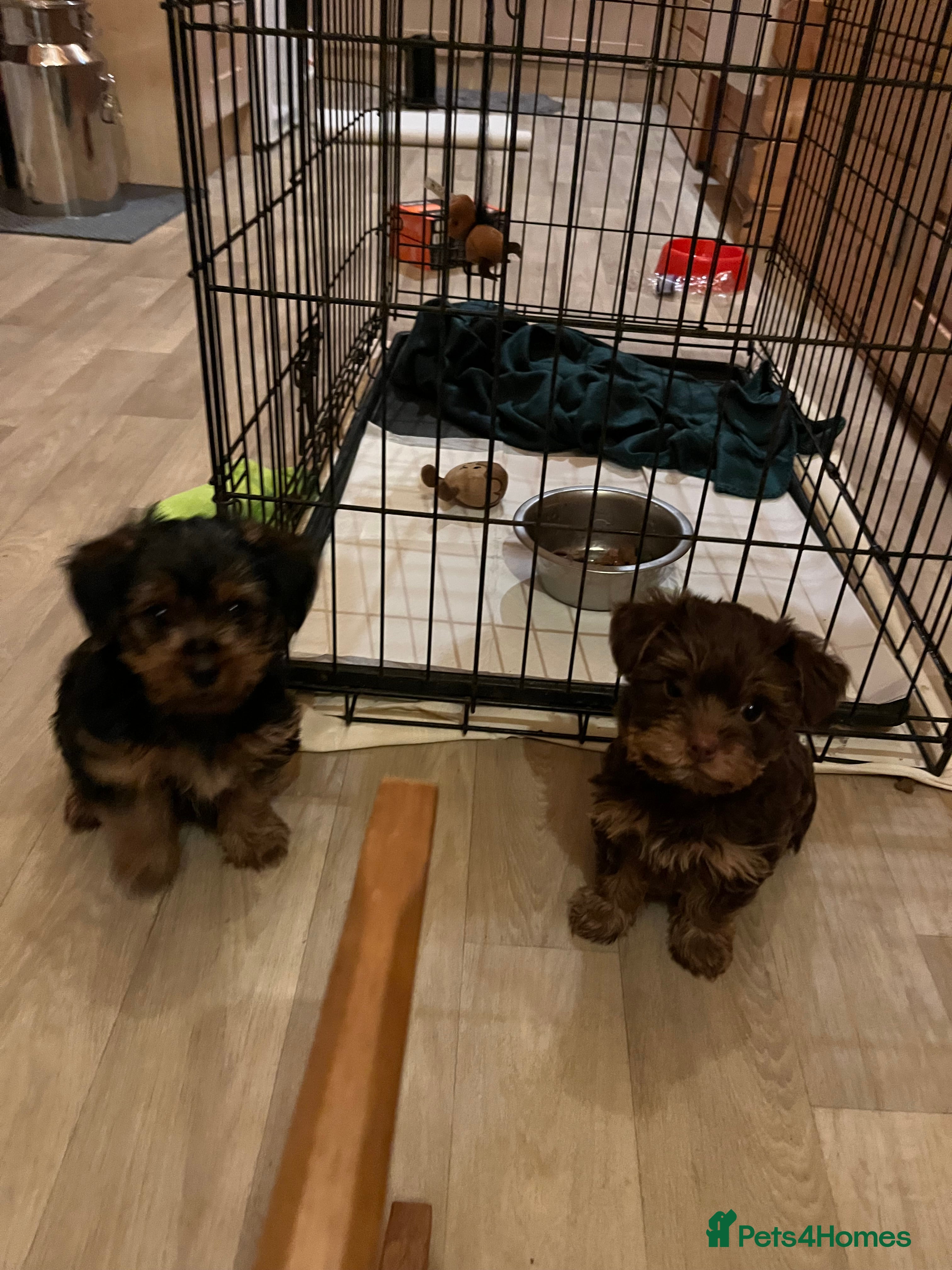 Yorkshire Terrier dogs Yorkshire terrier puppy’s  - Advert 8