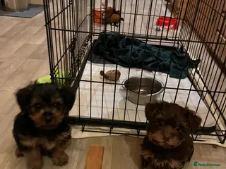 Yorkshire Terrier dogs Yorkshire terrier puppy’s - Advert 8