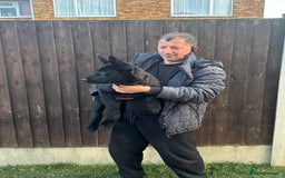 German Shepherd dogs for sale: Exceptional KC Reg DDR GSD Puppies Rare Bloodlines - Image 15