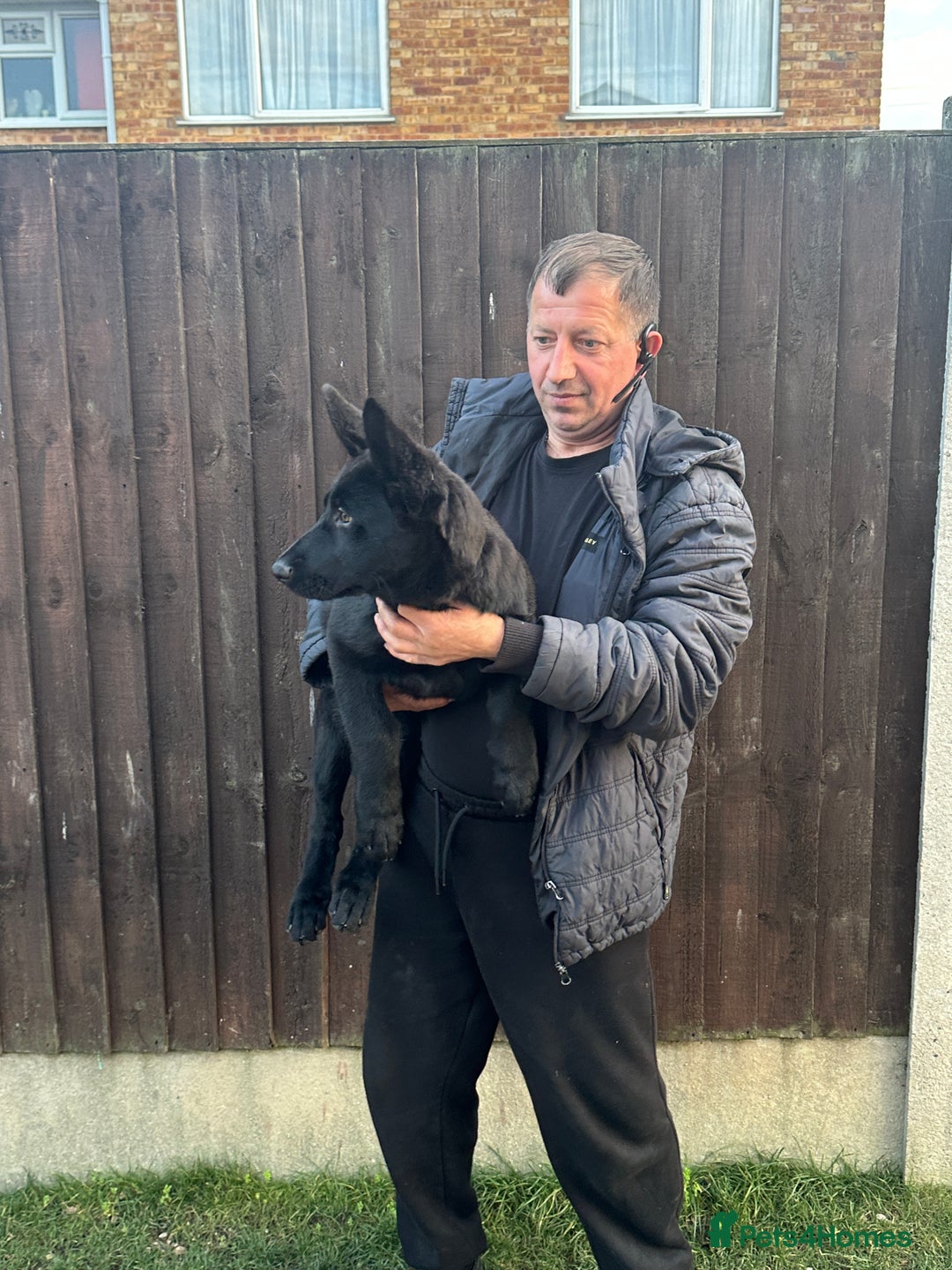 German Shepherd dogs for sale: Exceptional KC Reg DDR GSD Puppies Rare Bloodlines - Image 15