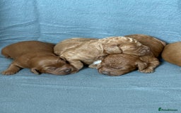 Cavapoo dogs for sale: 5 stunning cavapoo puppies  - Image 7