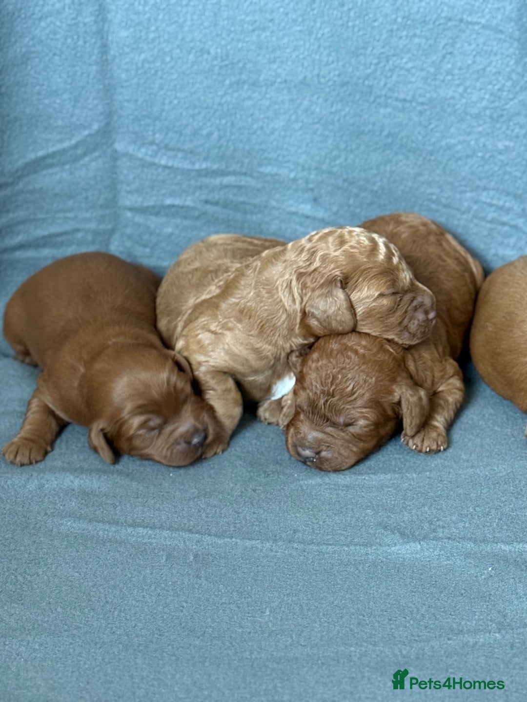Cavapoo dogs for sale: 5 stunning cavapoo puppies  - Image 7