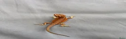Bearded Dragon reptiles for sale: Very friendly dragons - Advert 10