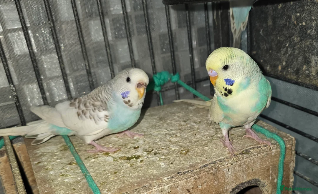Budgerigars birds for sale: Budgies for sale - Advert 17