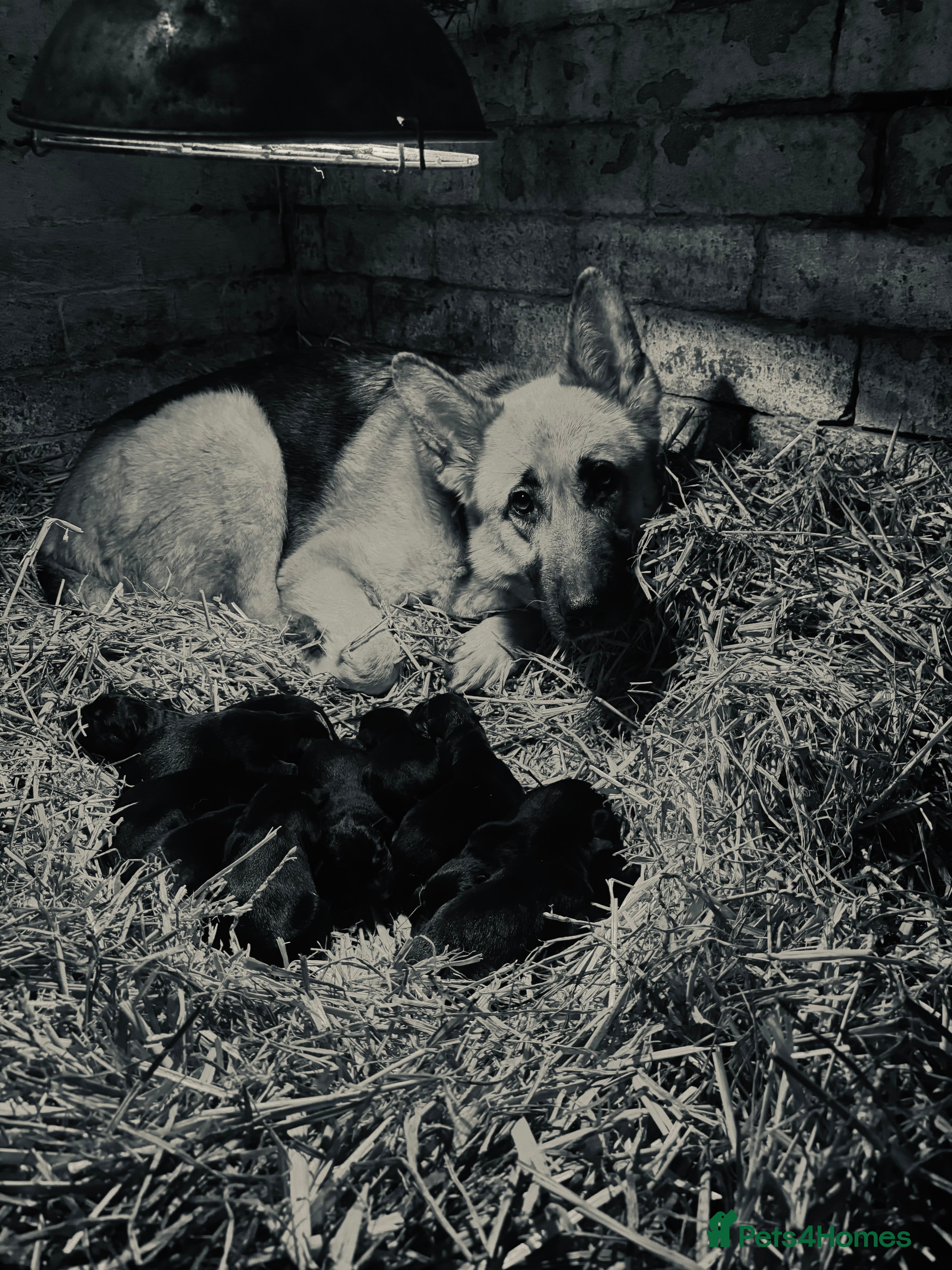 German Shepherd dogs Farm Bred German Shepard Puppies For Sale - Advert 1