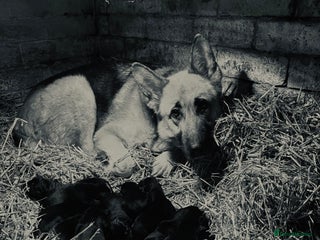 German Shepherd dogs Farm Bred German Shepard Puppies For Sale - Advert 3