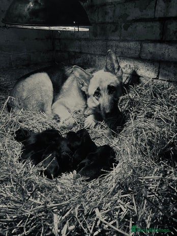 German Shepherd dogs Farm Bred German Shepard Puppies For Sale - Advert 1