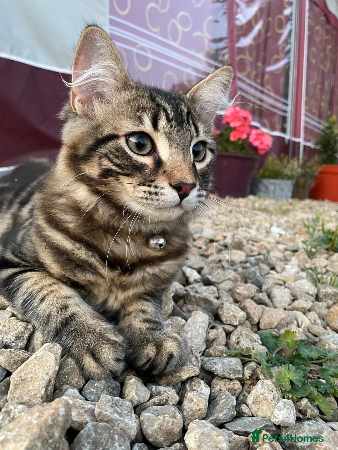 Mixed Breed cats for sale: Loki Looking for a Forever Home - Advert 2