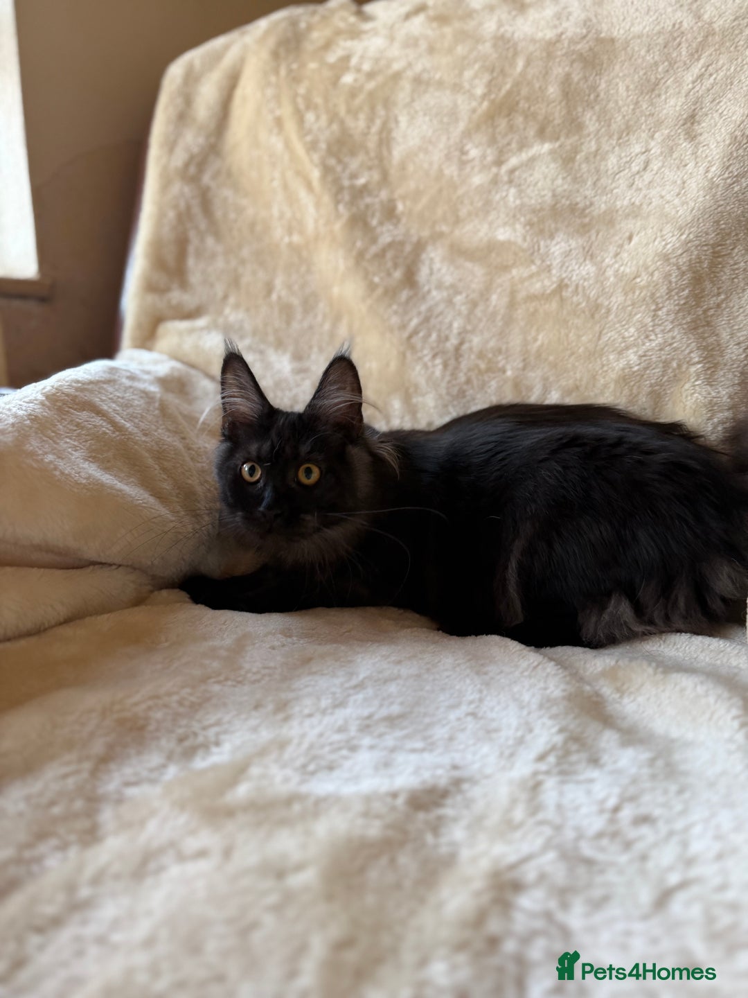 Maine Coon cats for sale: Pedigree GCCF Russian Import line Maine Coons - Advert 33