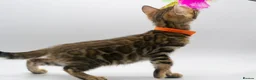 Bengal cats for sale: Stunning TICA Registered Bengal Kittens - Advert 13