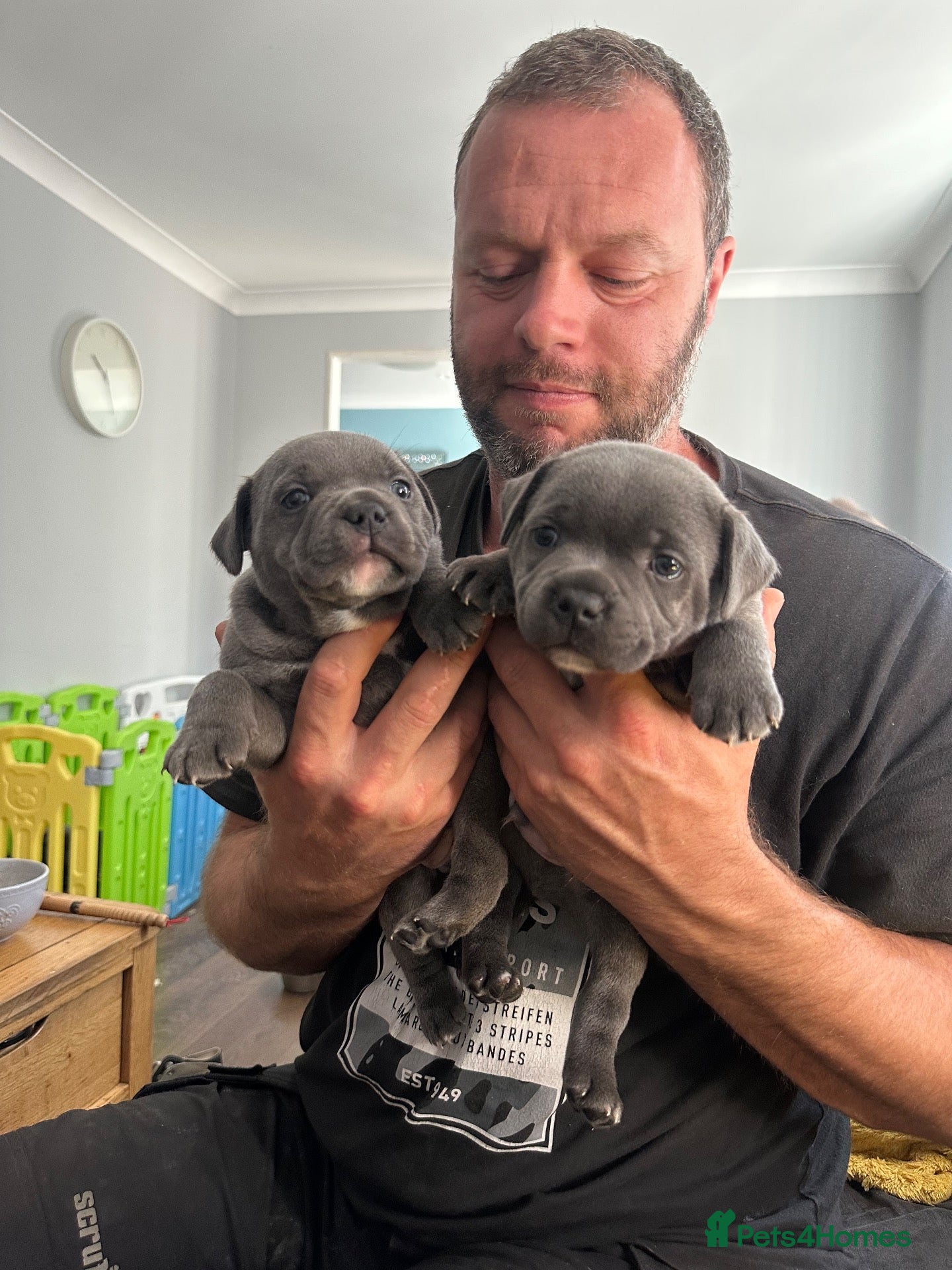 Staffordshire Bull Terrier dogs Gorgeous Blue Staffys **READY TO LEAVE** - Advert 1