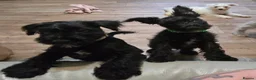 Miniature Schnauzer dogs for sale: Miniature schnauzer puppies  - Advert 8