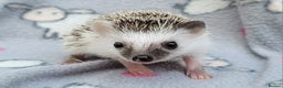 Pygmy Hedgehog rodents for sale: African Pygmy Hedgehog Hoglets  - Advert 3