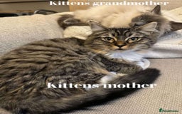 Mixed Breed cats for sale: Mixed ragdoll kittens  - Image 11