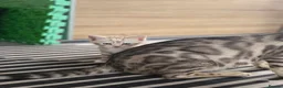 Bengal cats for sale: Bengal Metiss in Boston - Advert 3
