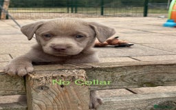 Labrador Retriever dogs for sale: Beautiful Silver & Charcoal KC Labs - Image 4
