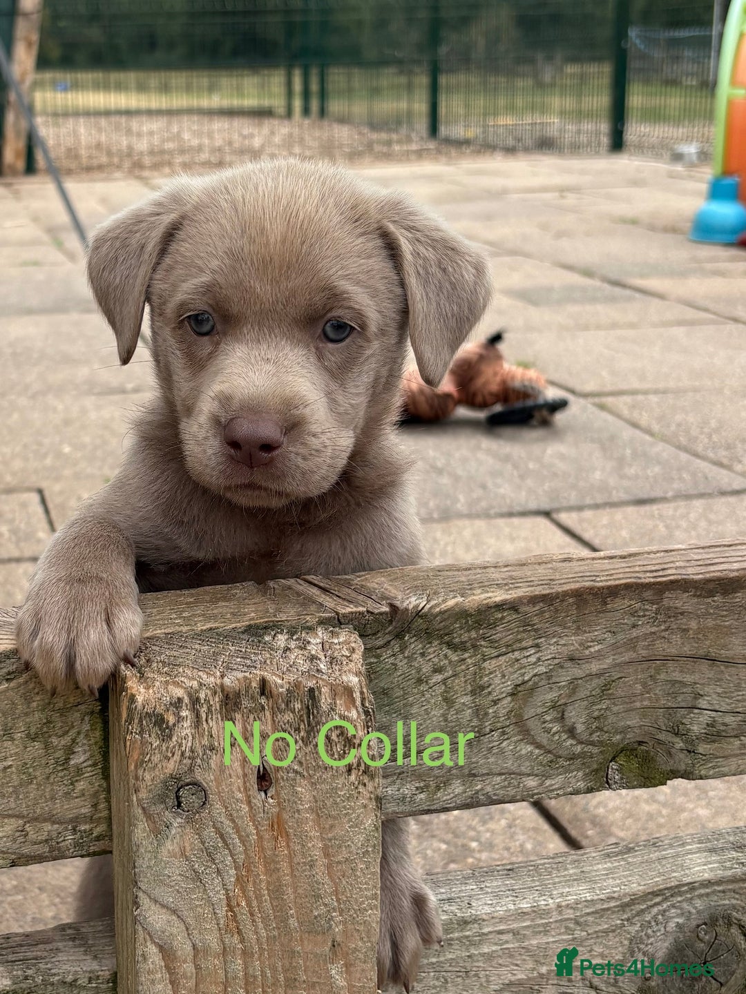 Labrador Retriever dogs for sale: Beautiful Silver & Charcoal KC Labs - Image 4