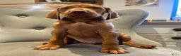 Hungarian Vizsla dogs for sale: Stunning cheeky chap - Advert 2