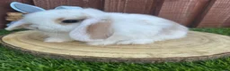 Mini Lop rabbits for sale: 🥰😍Stunning purebred mini lops ready to reserve  - Advert 6