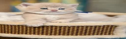 British Shorthair cats for sale: British sh Blue Golden kittens GCCF  - Advert 19