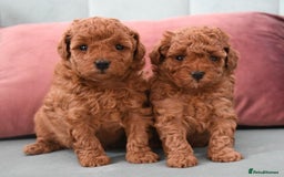 Toy Poodle dogs for sale: Purebred Toy Poodles Puppies Loving Homes! - Image 1