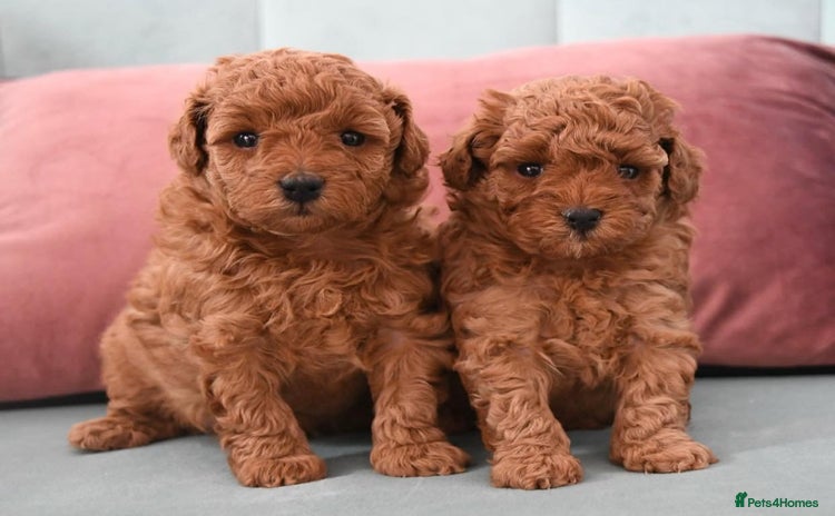 Toy Poodle dogs - Advert 1
