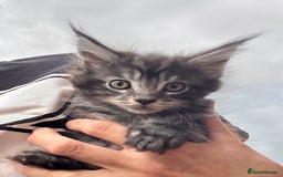 Maine Coon cats for sale: Stunning Maine Coon kittens ready now - Image 1